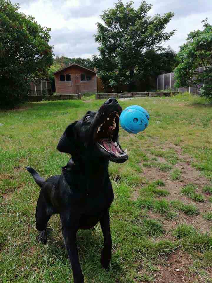 Happy Dog - Maccy G Pets