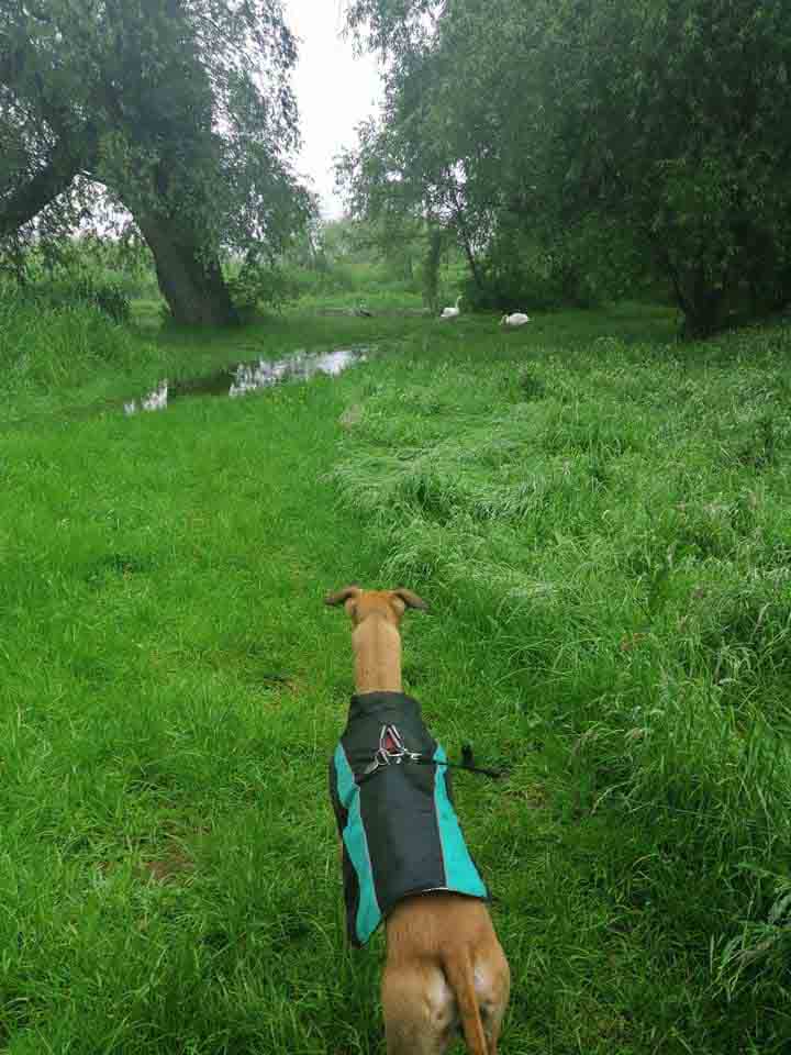 Happy Dog - Maccy G Pets