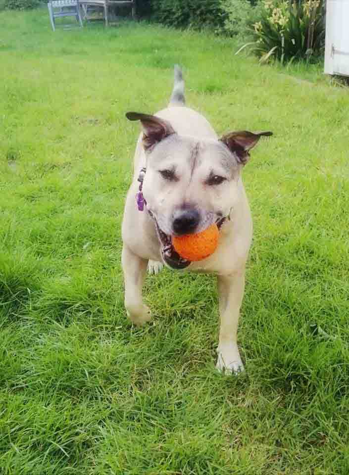 Happy Dog - Maccy G Pets