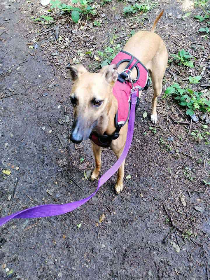 Happy Dog - Maccy G Pets